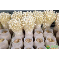 Greenhouse à conteneurs de champignons avec système de culture hydroponique